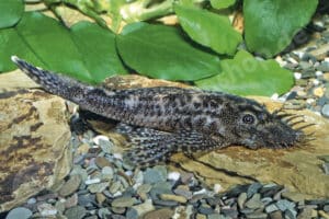 Ancistrus sp. (L 111)