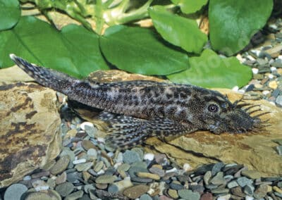 Ancistrus sp. (L111)