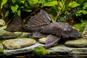 Ancistrus sp. (L 182)