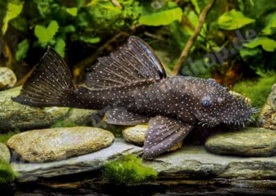 Ancistrus sp. (L182)