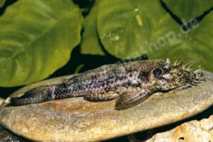 Ancistrus sp. (L 125)