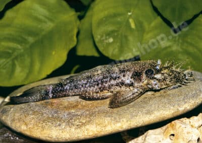 Ancistrus sp. (L125)