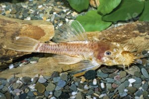 Ancistrus sp. (L 144)