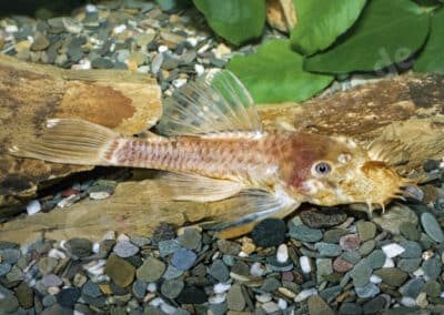 Ancistrus sp. (L144)