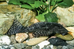 Ancistrus sp. (L 148)