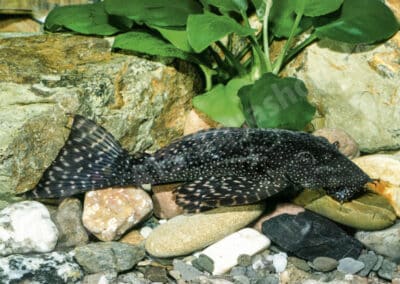 Ancistrus sp. (L148)