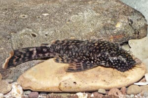 Ancistrus sp. (L 149)