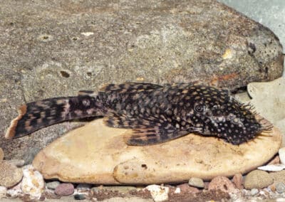 Ancistrus sp. (L149)