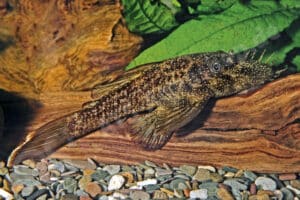 Ancistrus sp. (L 150)