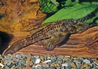 Ancistrus sp. (L150)
