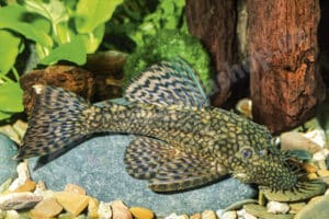 Ancistrus sp. (L 156)