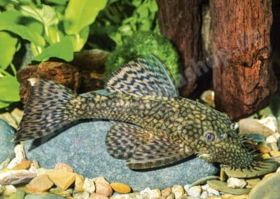 Ancistrus sp. (L156)