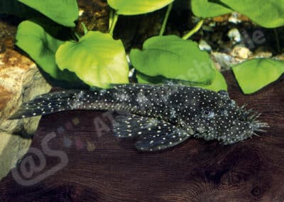 Ancistrus sp. (L180)