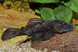 Ancistrus sp. (L 370)