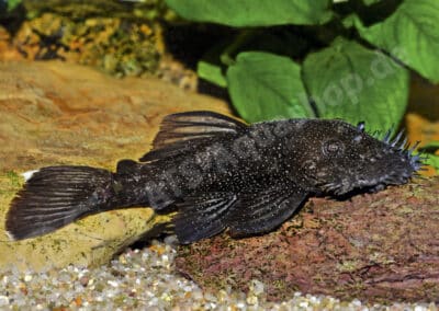 Ancistrus sp. (L213)