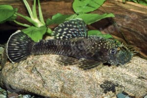 Ancistrus sp. (LDA 058)