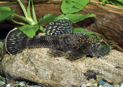 Ancistrus sp. (L279)