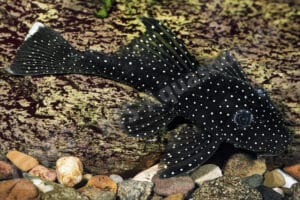 Ancistrus sp. (L 485)