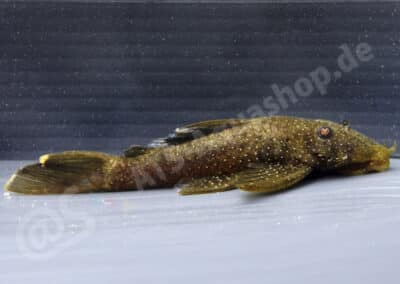 Ancistrus sp. (L292)