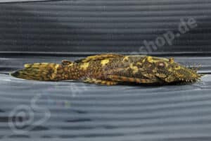 Ancistrus sp. (L 293)