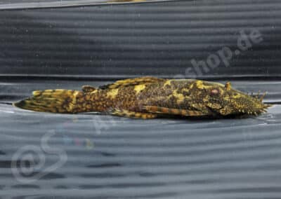 Ancistrus sp. (L293)