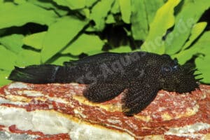 Ancistrus sp. (L 325)
