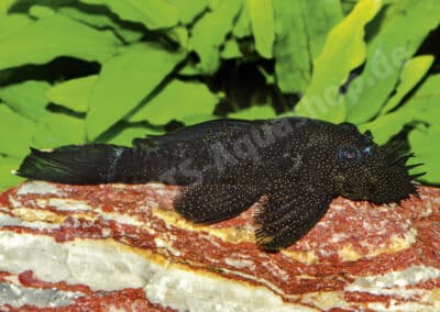 Ancistrus sp. (L325)