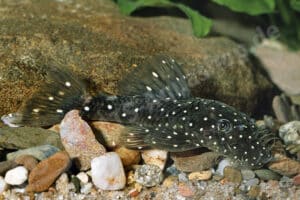 Ancistrus sp. (L 327)