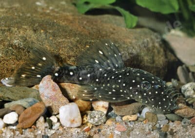 Ancistrus sp. (L327)