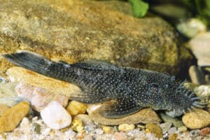 Ancistrus sp. (L 344)