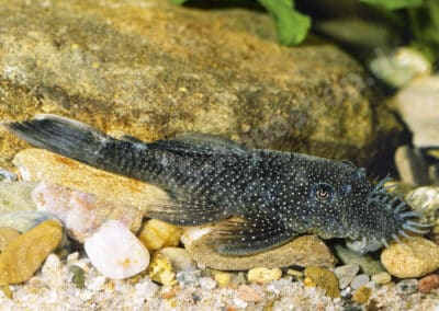Ancistrus sp. (L344)