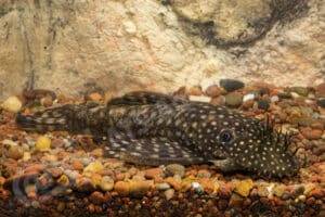 Ancistrus sp. (LDA 045)