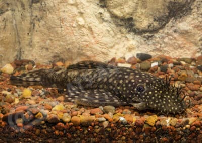 Ancistrus sp. (L349)