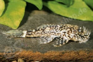 Ancistrus sp. (L 352)