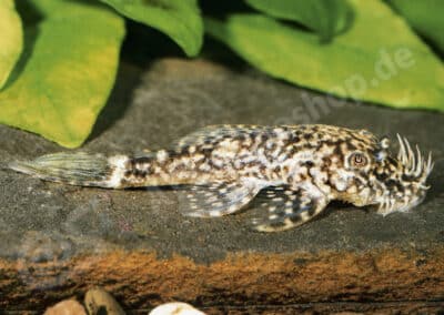 Ancistrus sp. (L352)