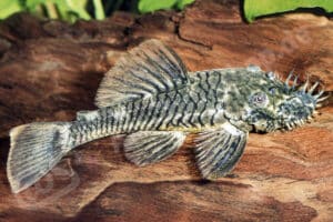 Ancistrus sp. (L 355)