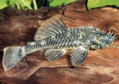 Ancistrus sp. (L355)