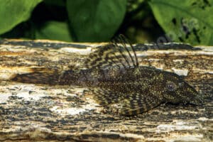 Ancistrus sp. (L 357)