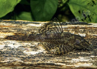 Ancistrus sp. (L357)