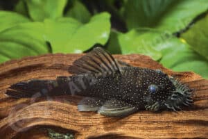 Ancistrus sp. (L 359)