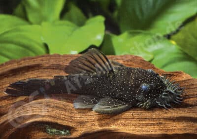 Ancistrus sp. (L359)
