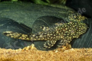 Ancistrus sp. (L 369)