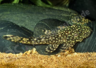 Ancistrus sp. (L369)
