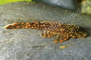 Ancistrus sp. (L 371)