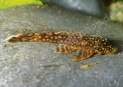 Ancistrus sp. (L371)