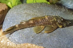 Ancistrus sp. (L 372)