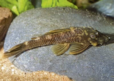 Ancistrus sp. (L372)