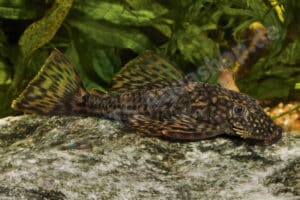 Ancistrus sp. (LDA 044)