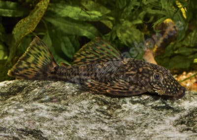 Ancistrus sp. (L378)