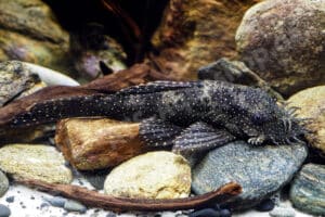 Ancistrus sp. (L 513)